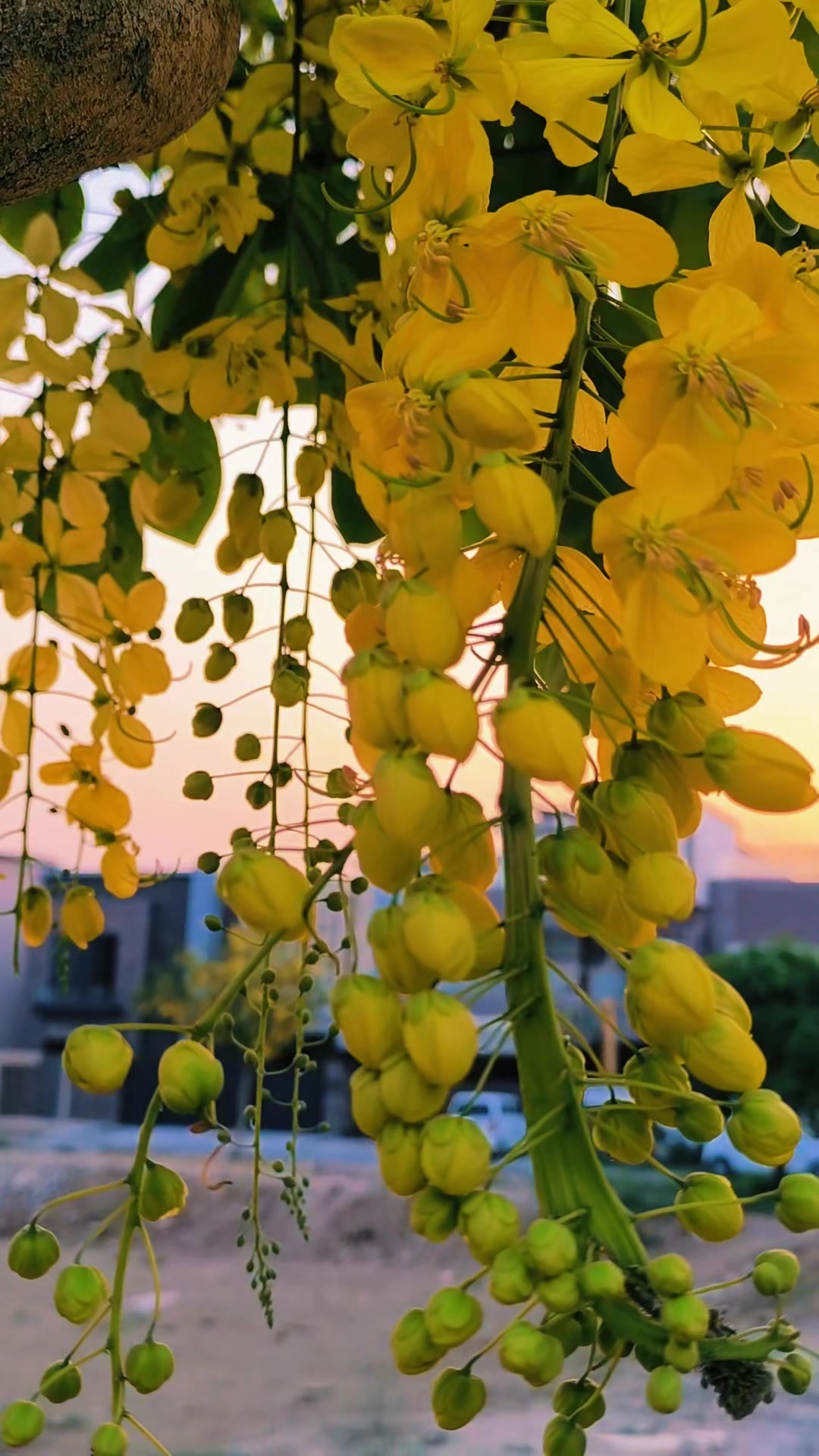 @🥀 روح پُوش