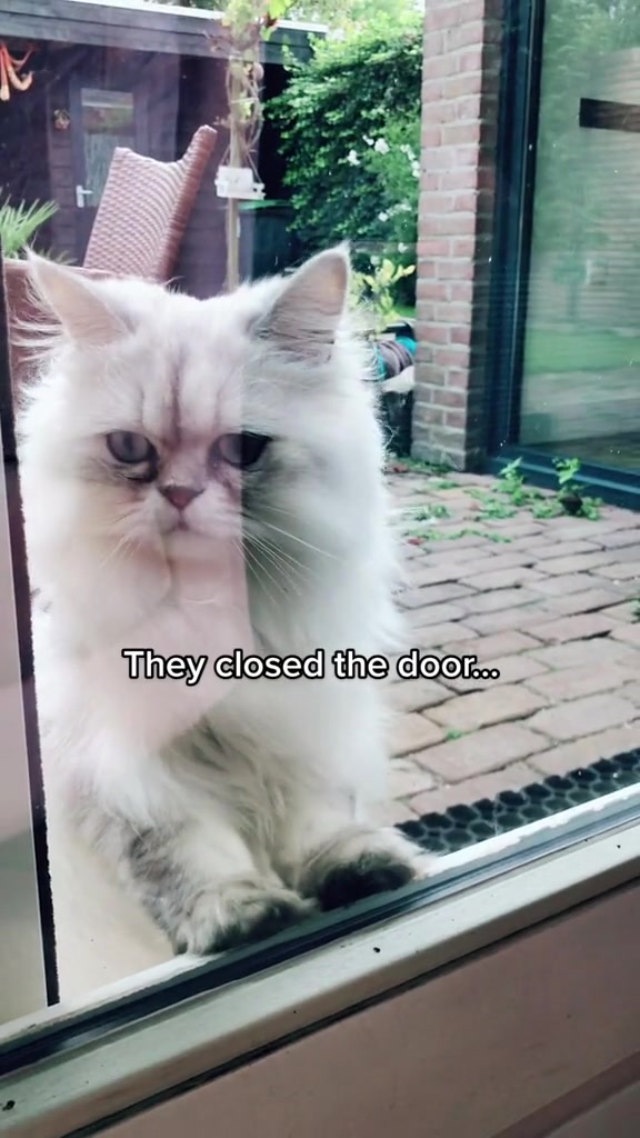 @Dutchkittycat