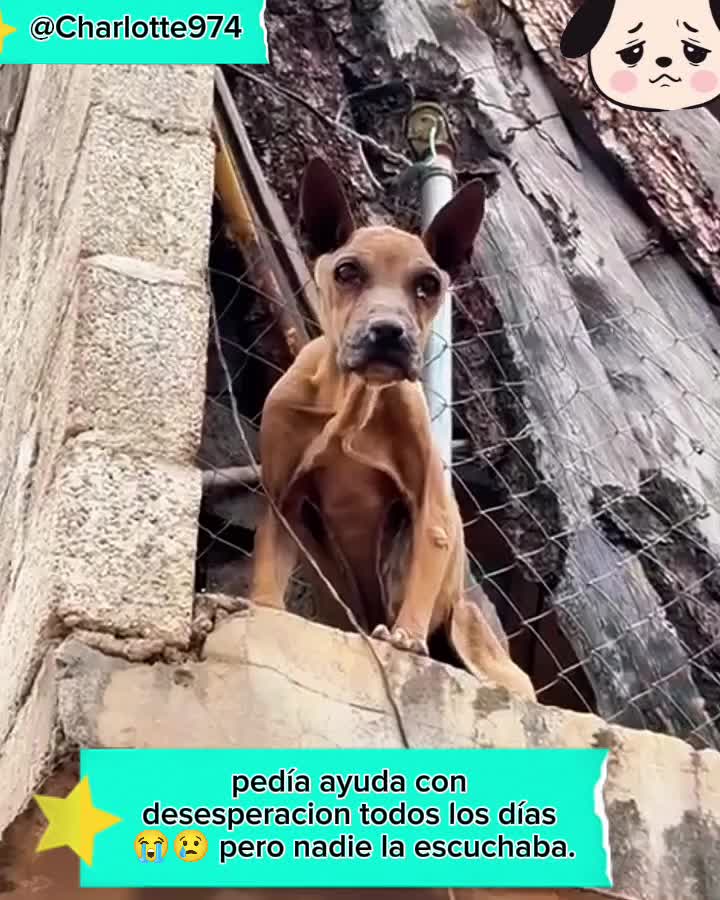 @Charlotte🐕&zwj;🦺🐈🐕🦬🐐🐎🐄🐒