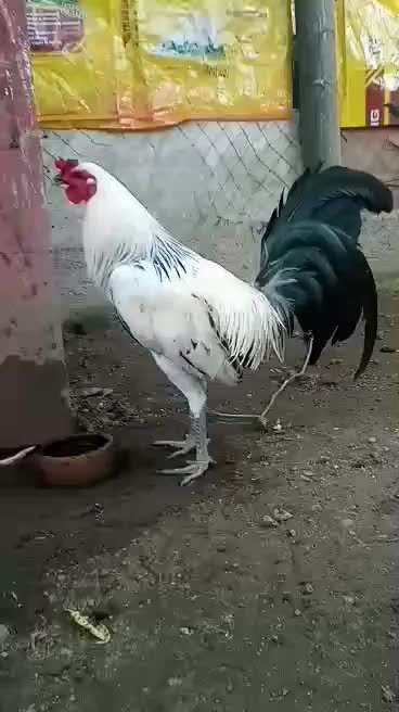 @King Atoy Gamefowl