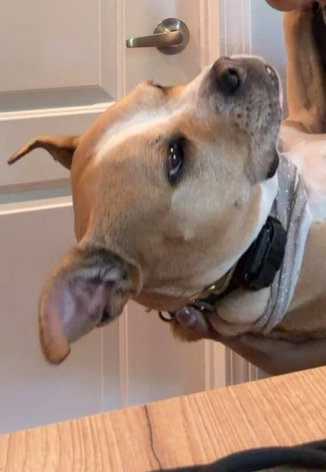 @dogstrainjen