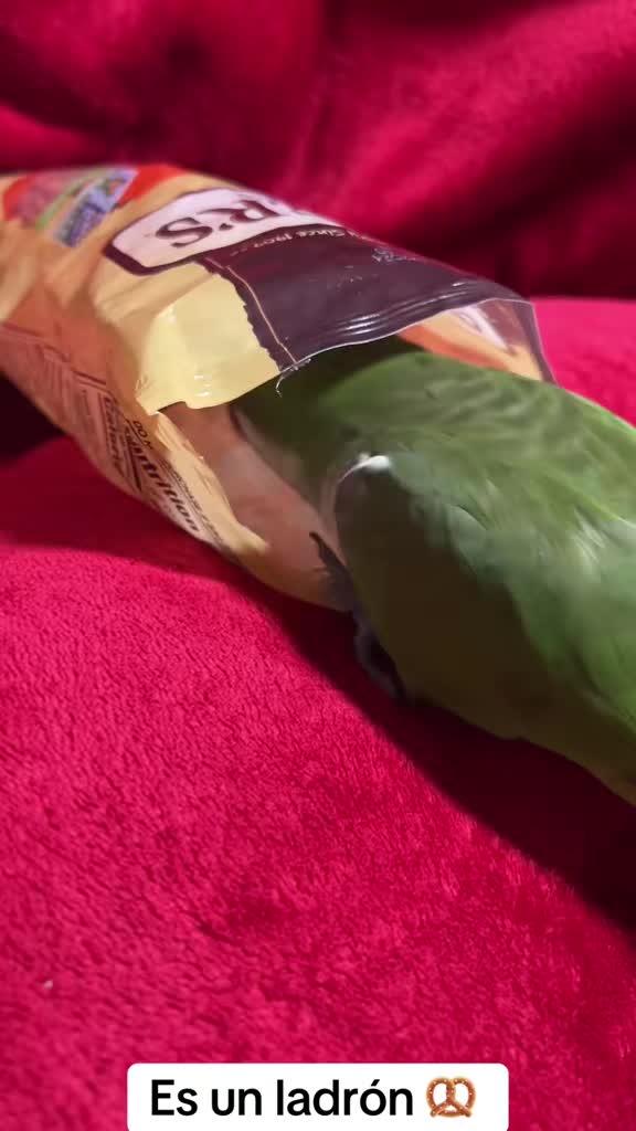 @Charlie🦜