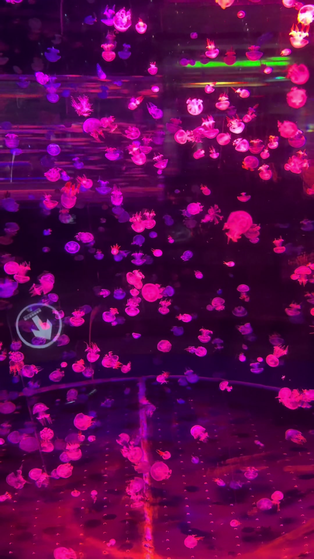 @๐ฅ๐นRed Rose๐น๐ฅ