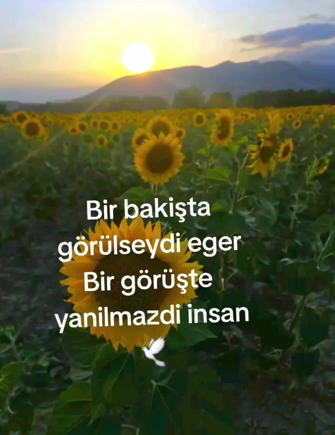 @güvercin🕊