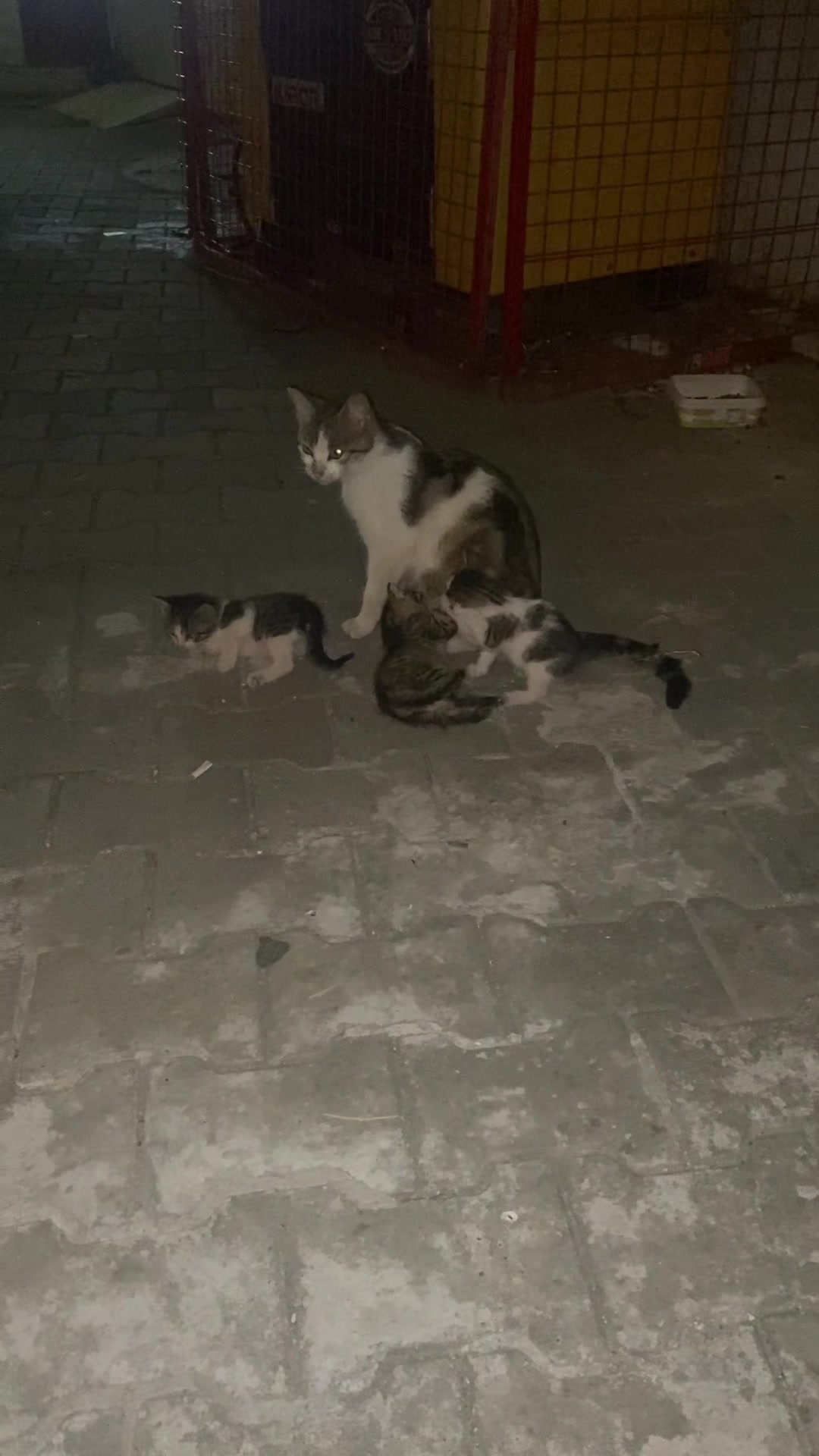 @İsimsiz