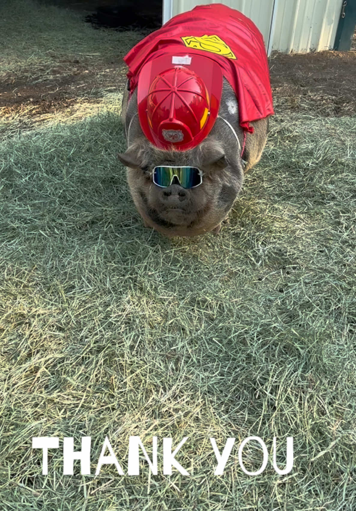 @thewinstonthepig
