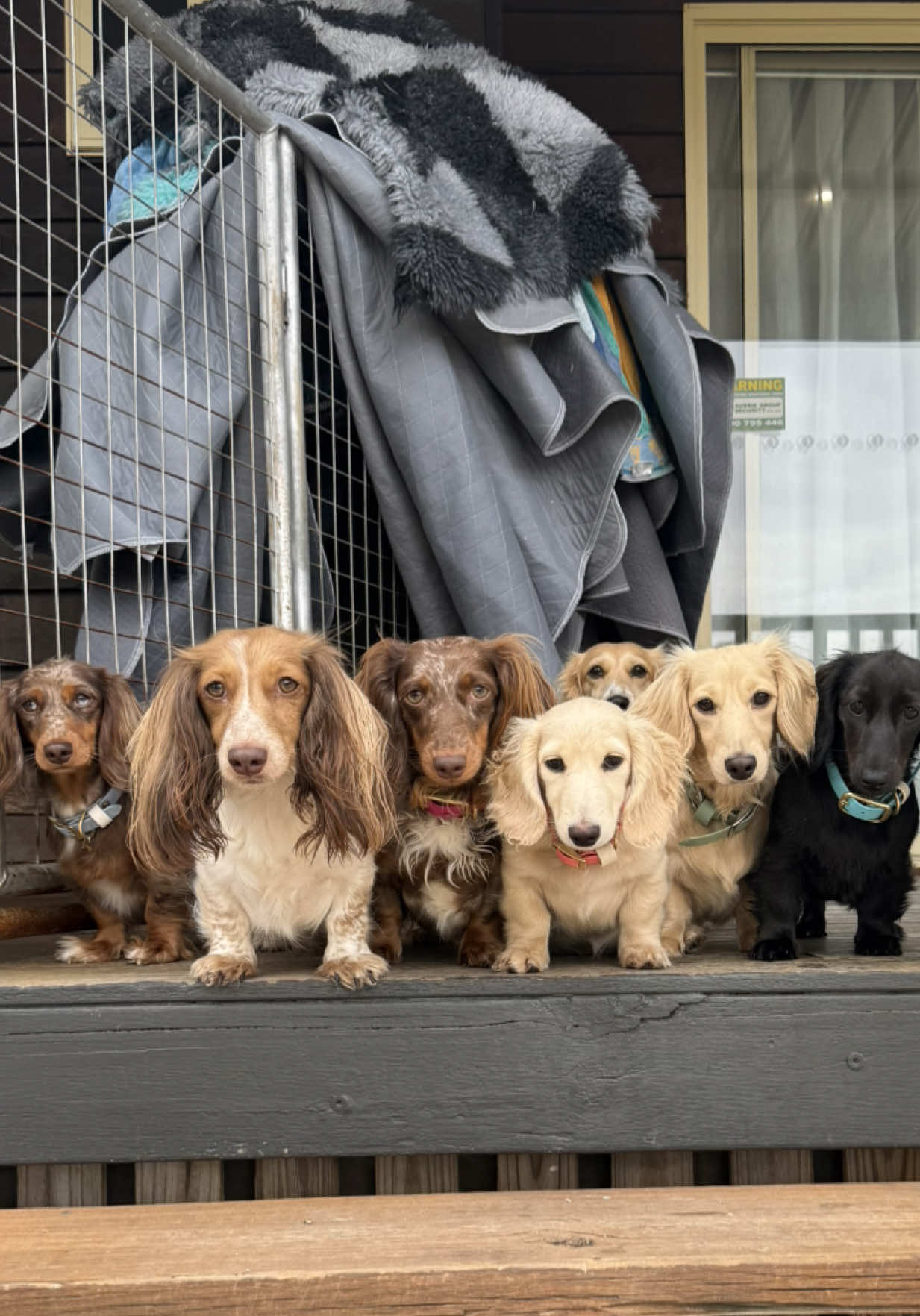 @Dachshund Dynasty