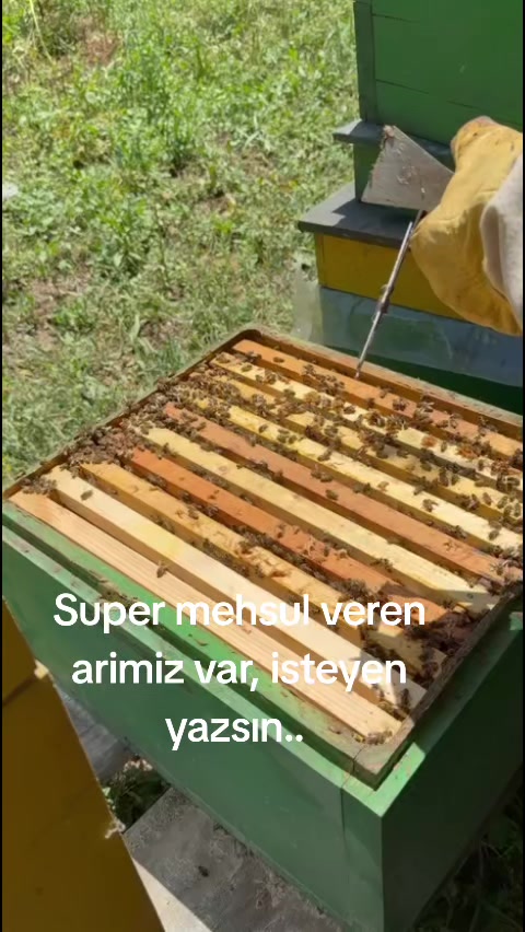 @kend_həyati_041