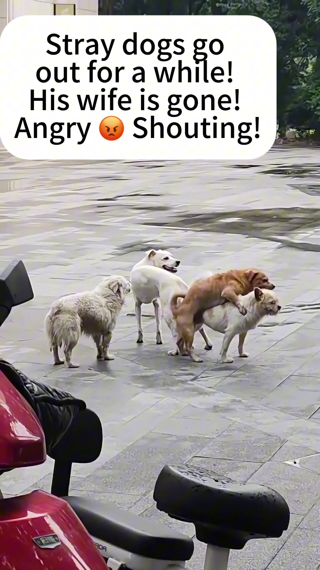 @cutepetfoodie