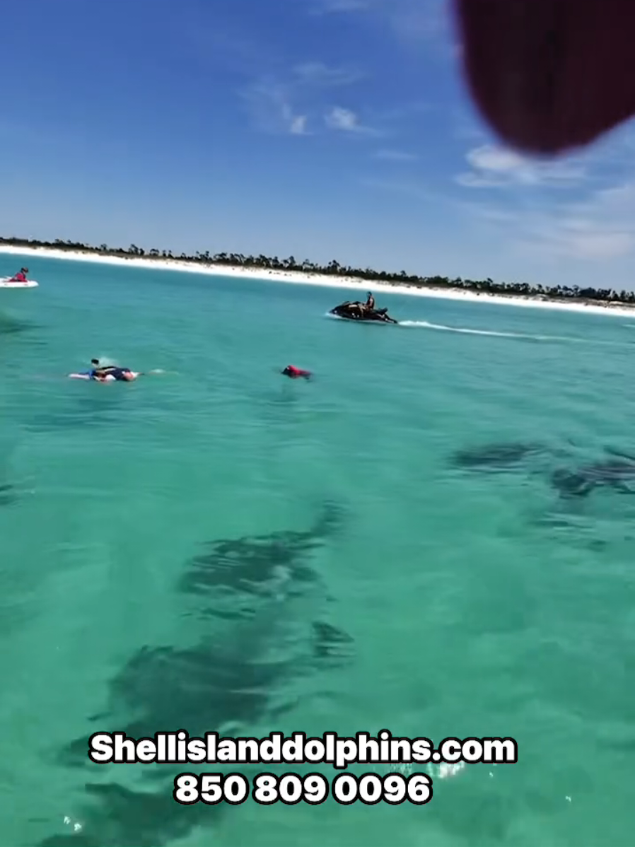 @Shell Island Dolphin Tours 🐬