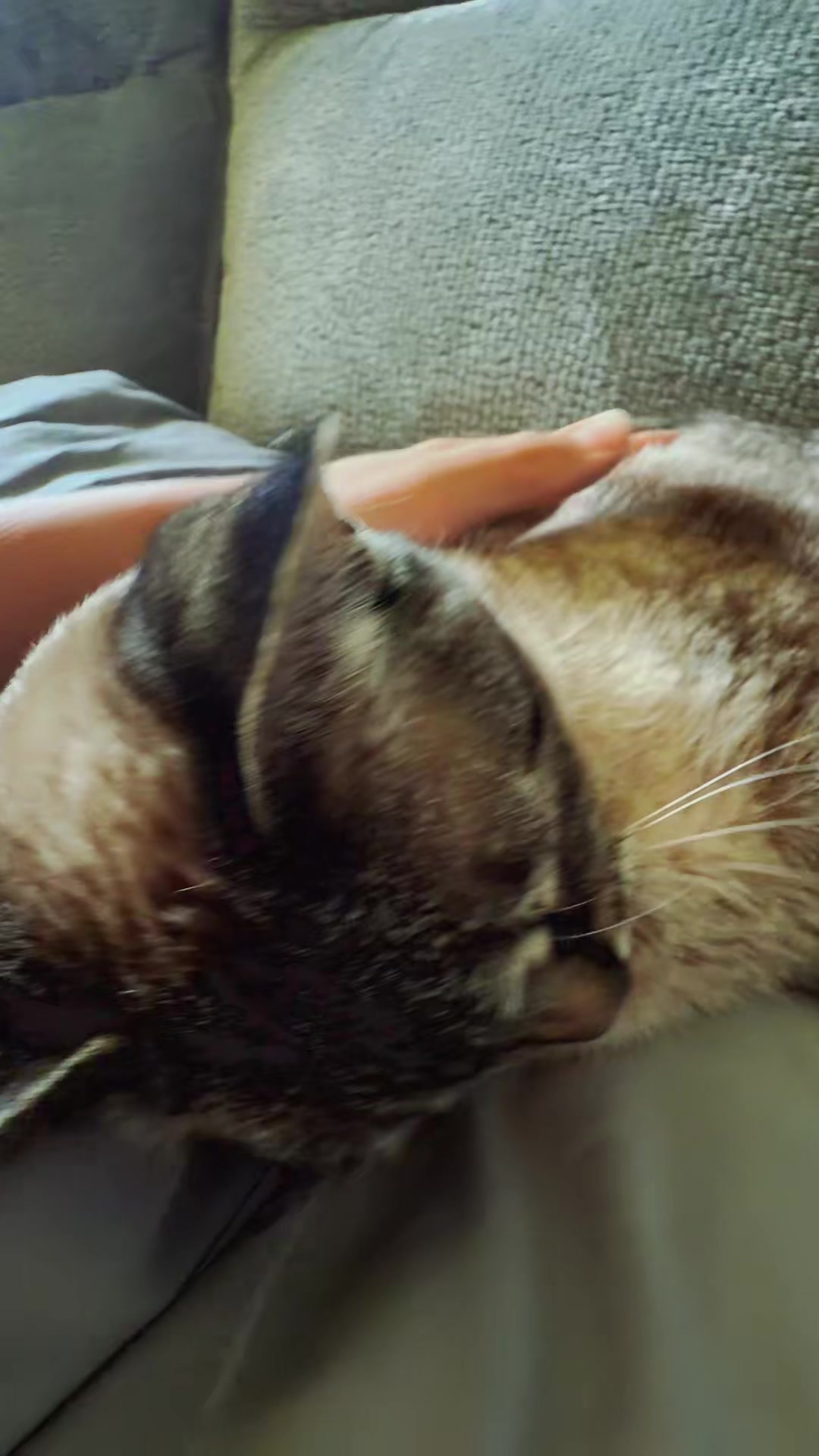 @PepperTheCat