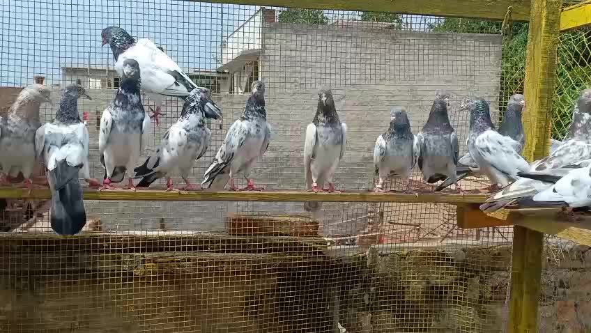 @Ranakasuripigeon