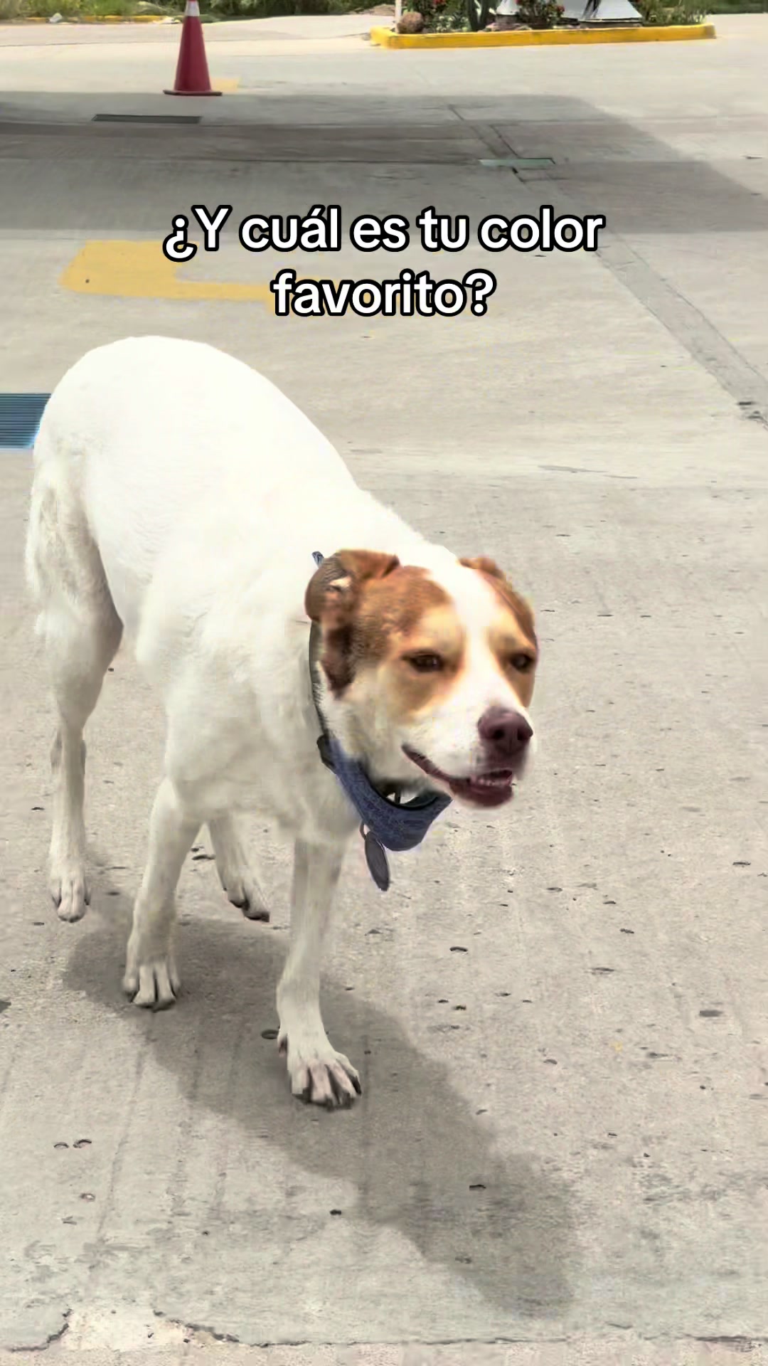 @Mailo el perro gasolinero