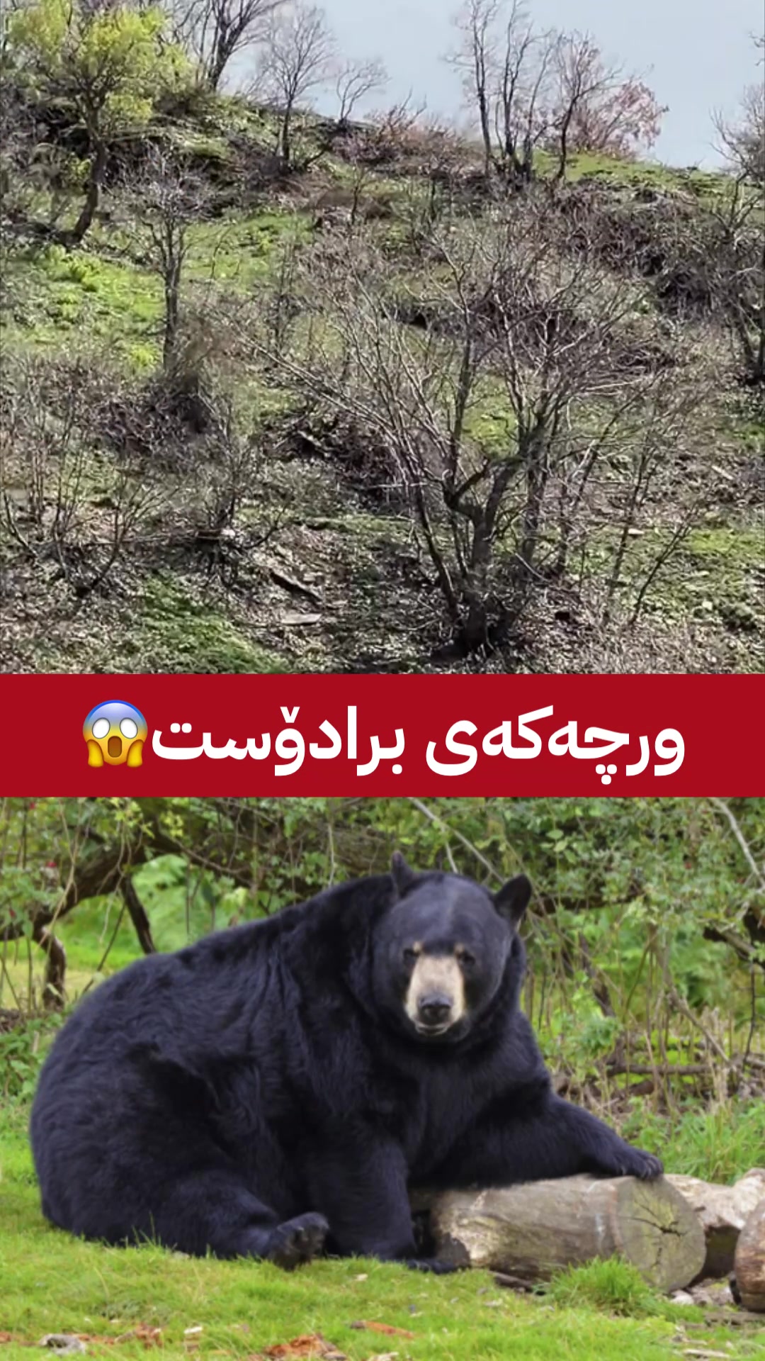 @جیگر هەركی🎤📺🦅