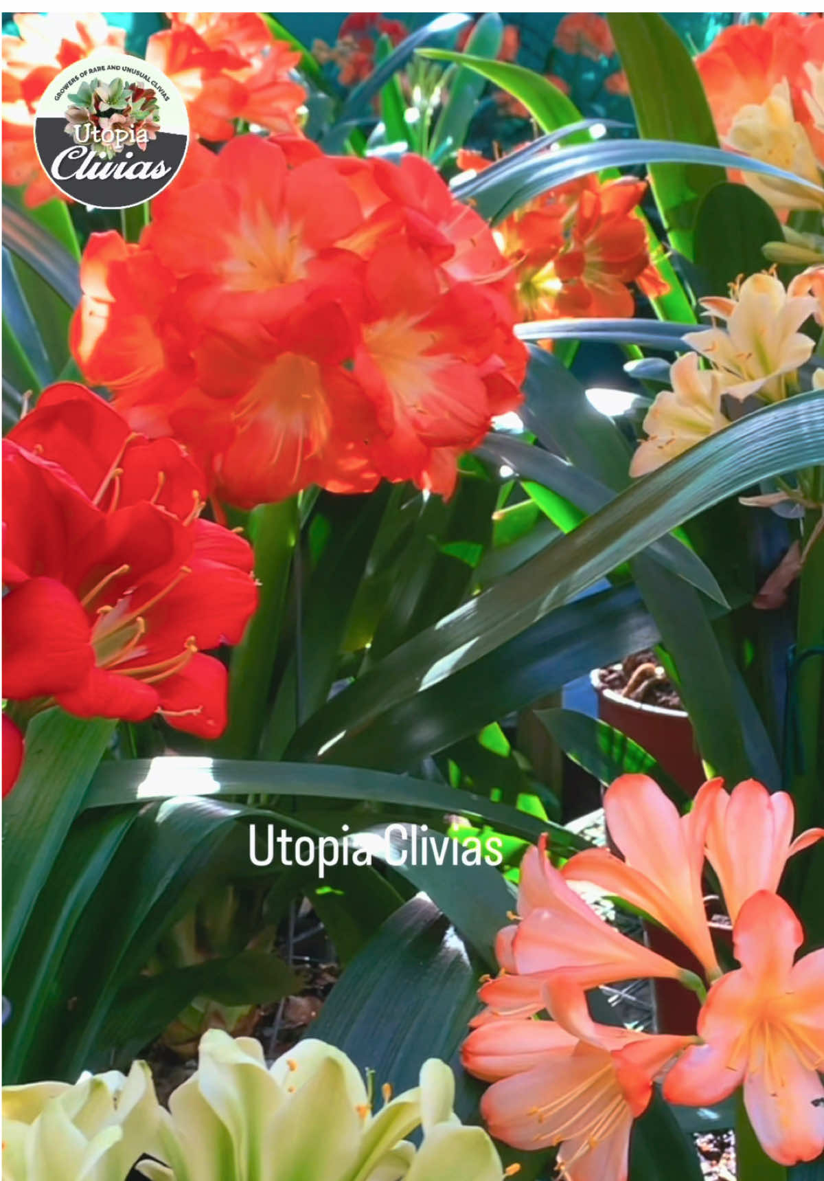 @utopiaclivias
