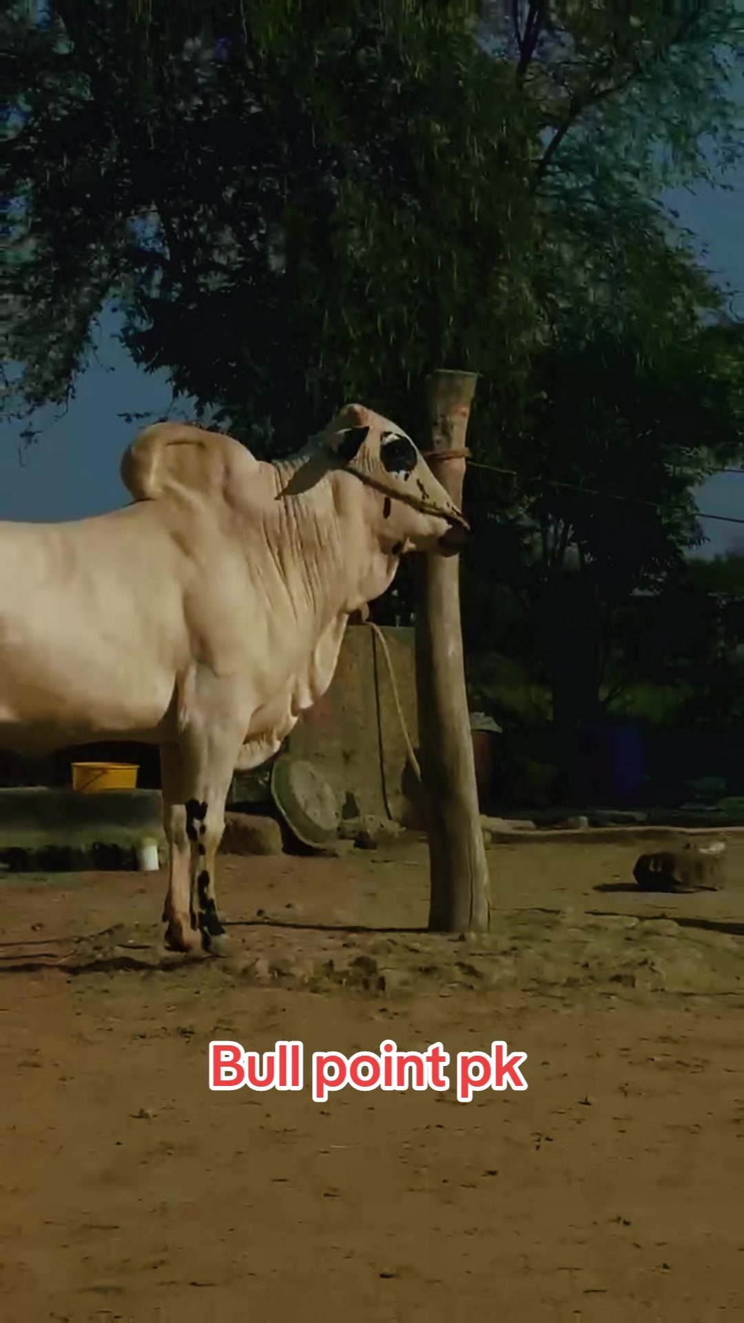 @Bullpointpk_official