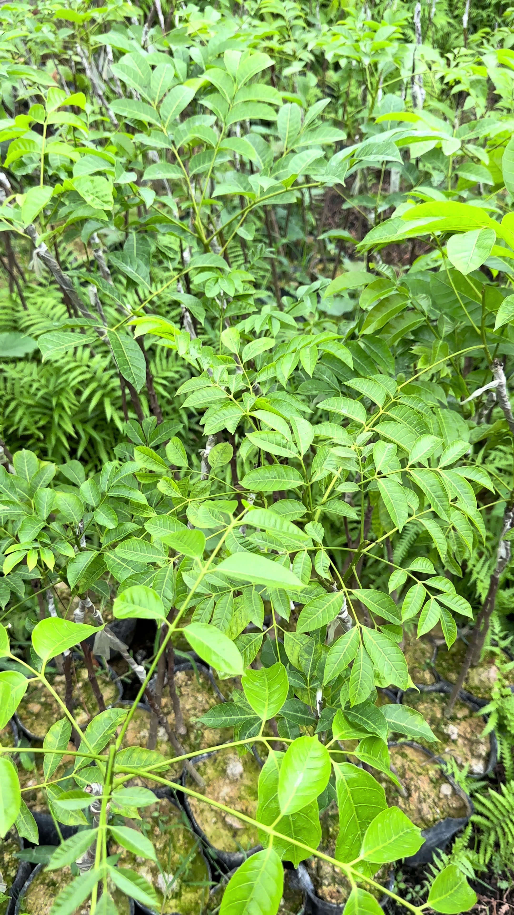 @Nh&agrave; Vườn Vũ Mai