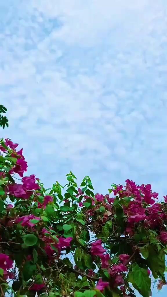 @Rukhsana Rehman
