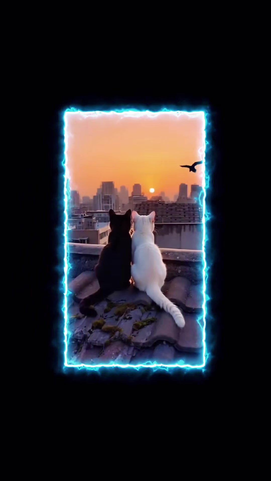 @GIF LOVER❤️