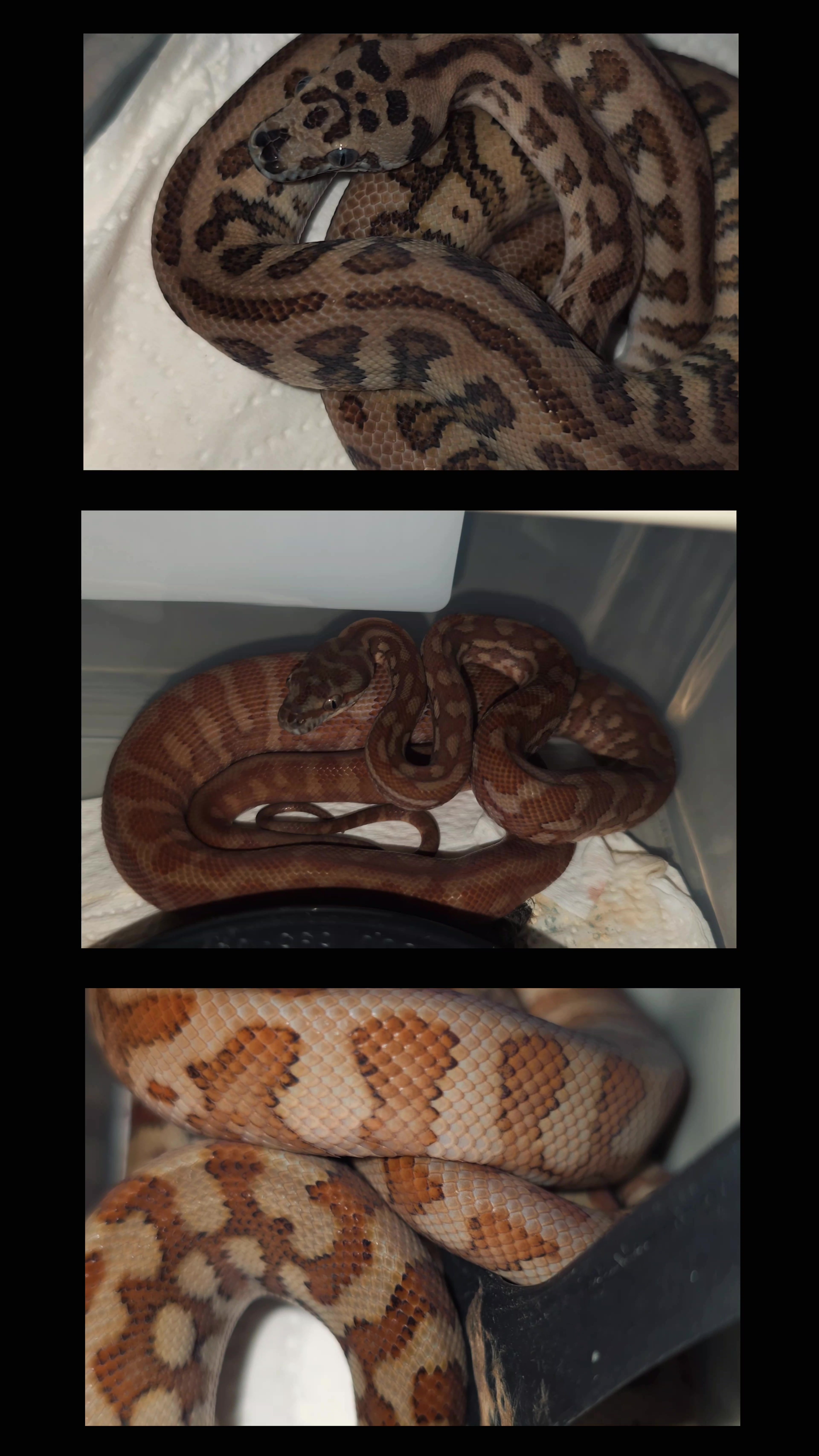@PyroPythons & Education