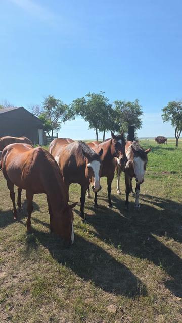 @Flint_❌ARRR Rescue Ranch