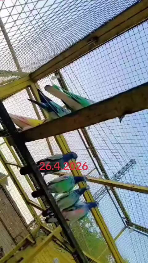 @Mian Rauf