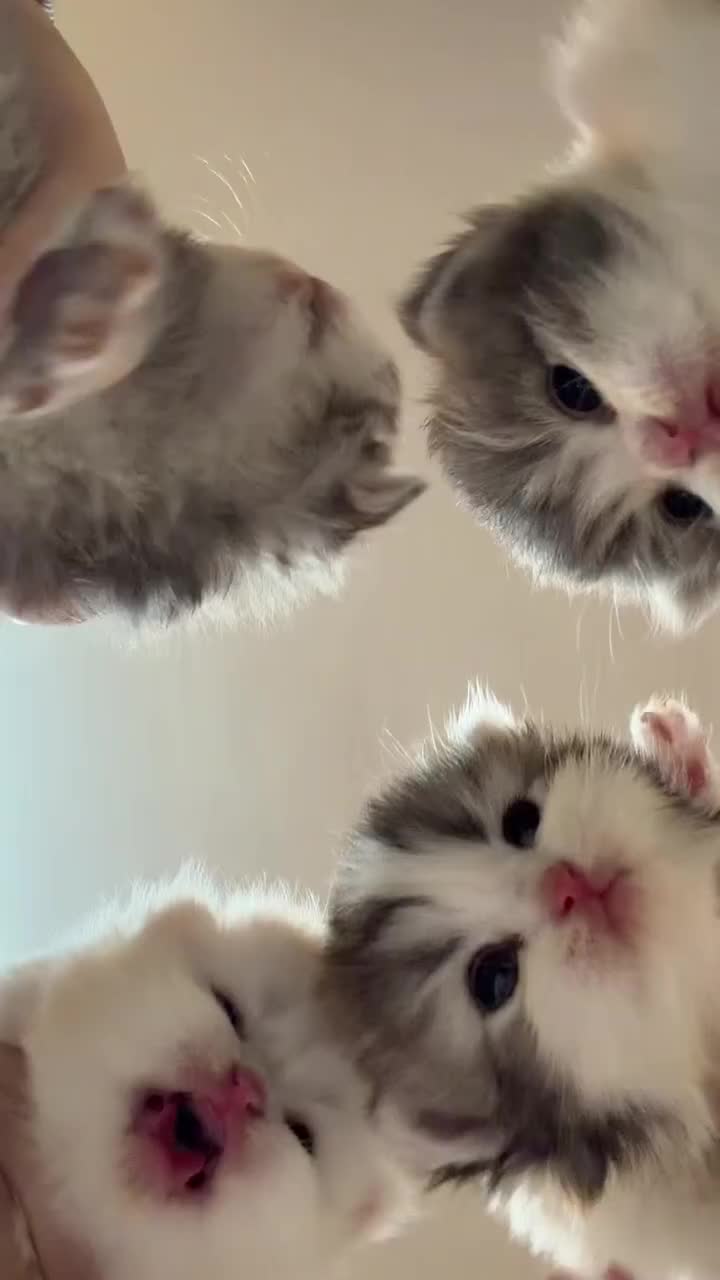 @Cute little guys