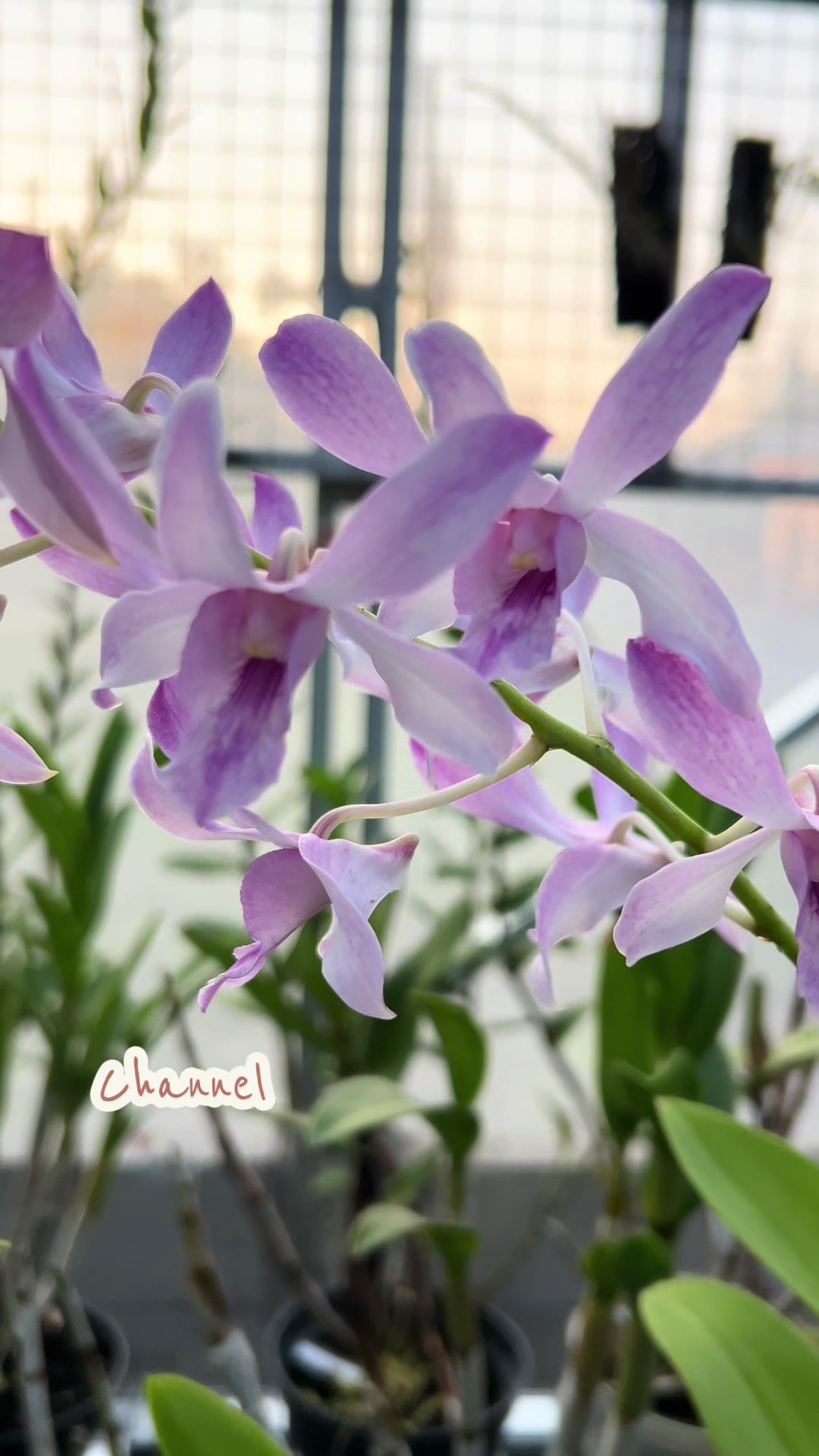 @Anggina Orchid