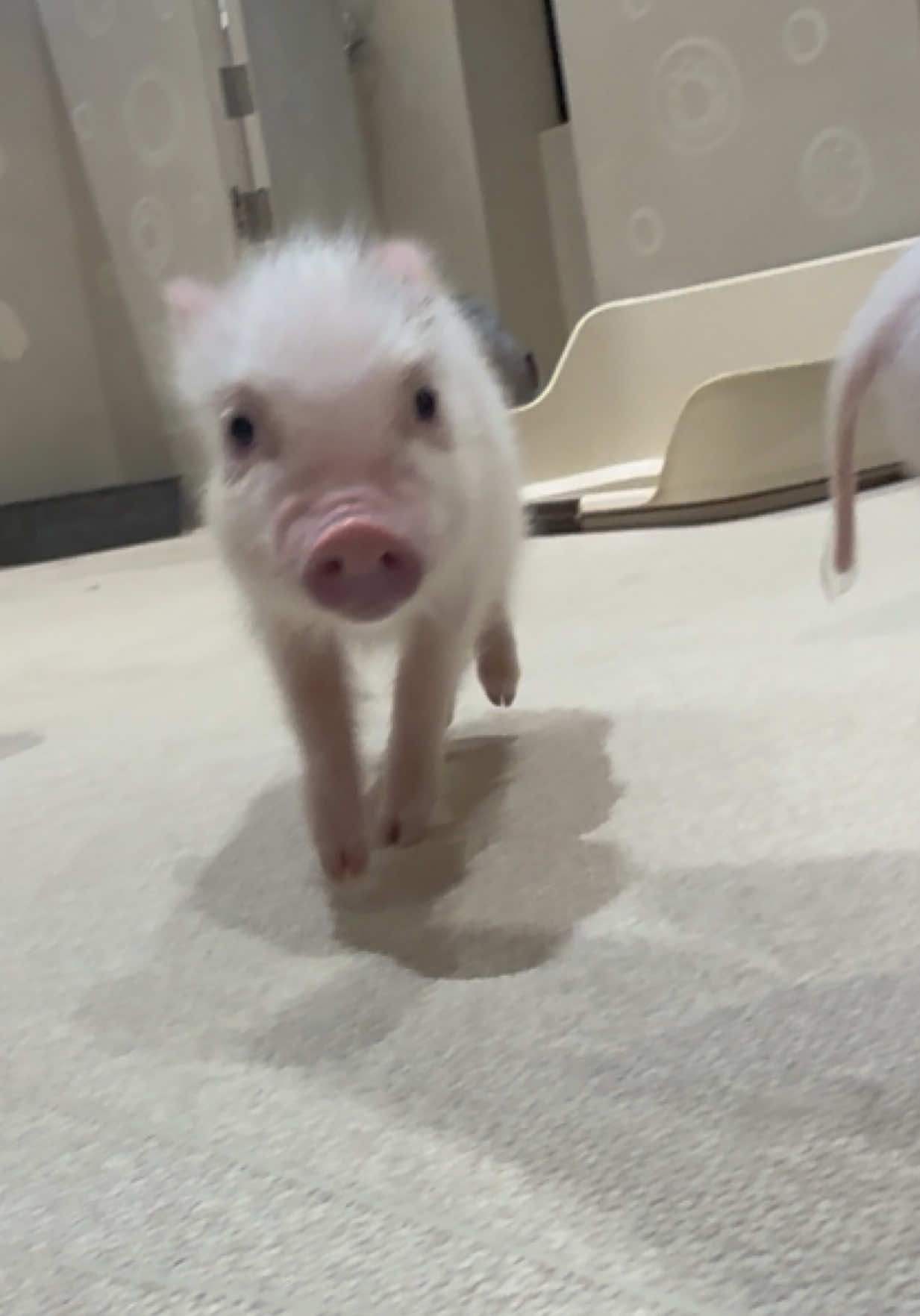 @pignic