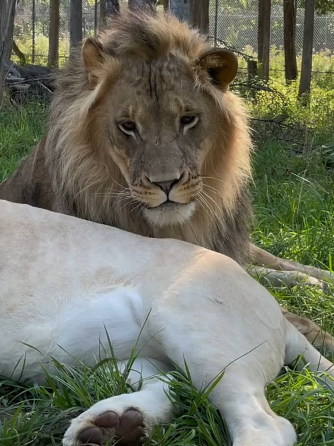 @AnimalAnticsArcade