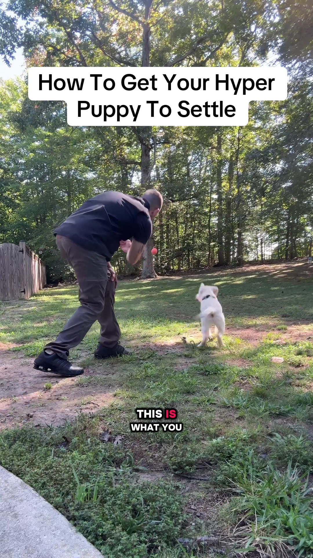 @Best Buddy Dog Trainer LLC