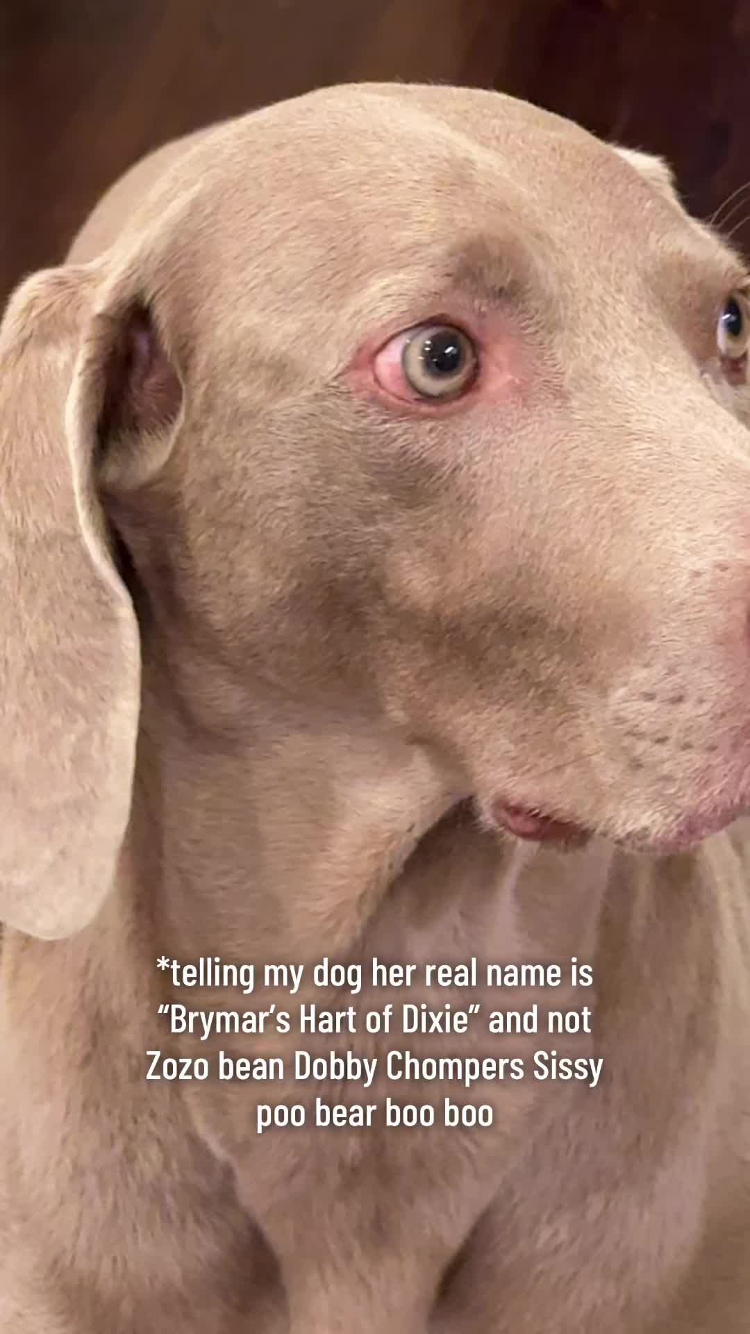@Zoey the Weim