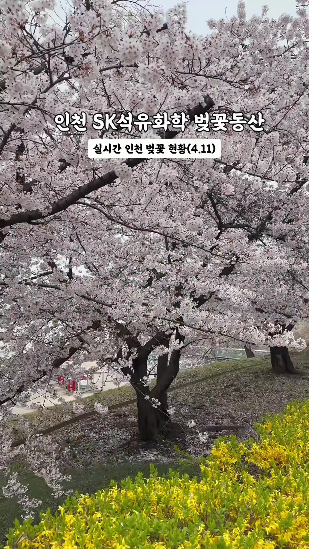@yeon__pooh