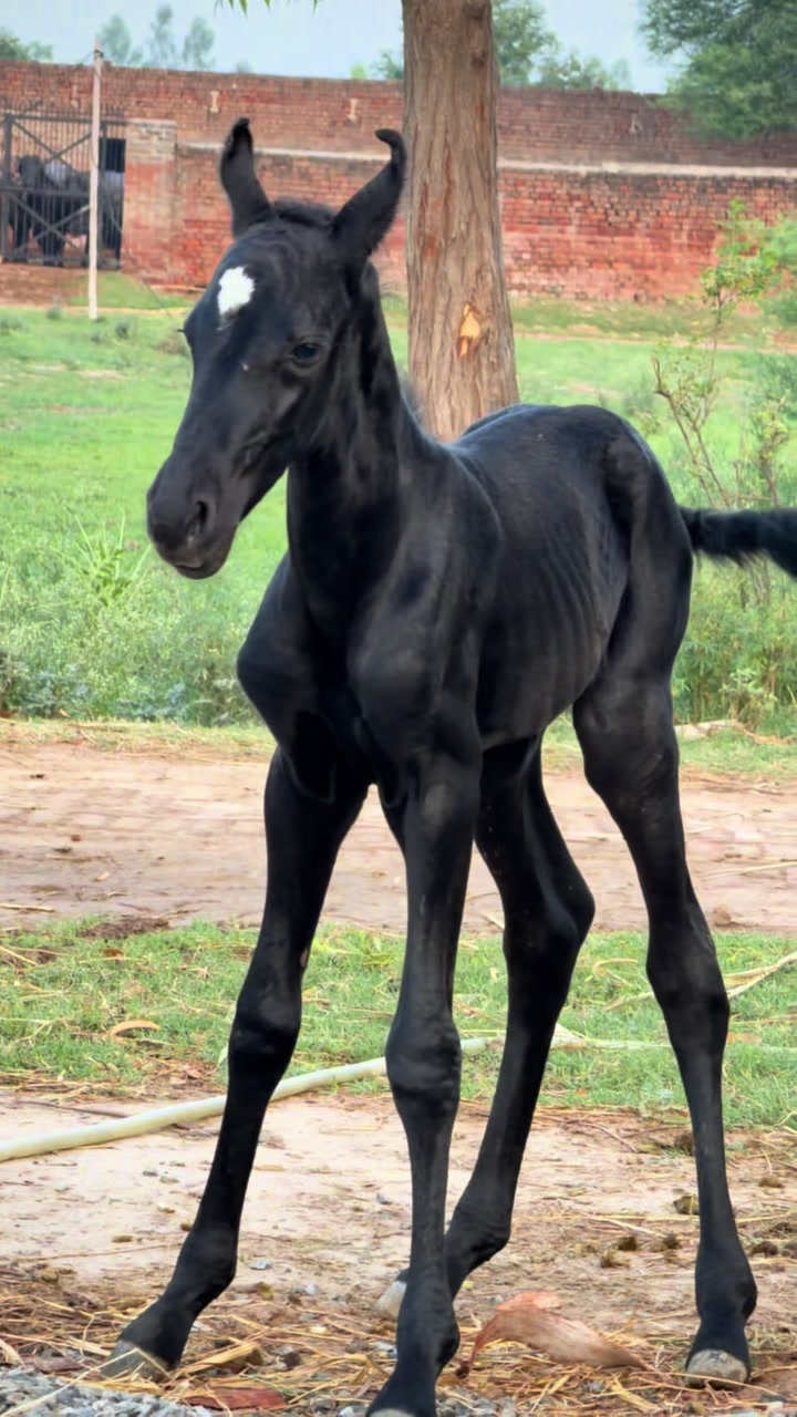 @Faisal Altaf Bosal