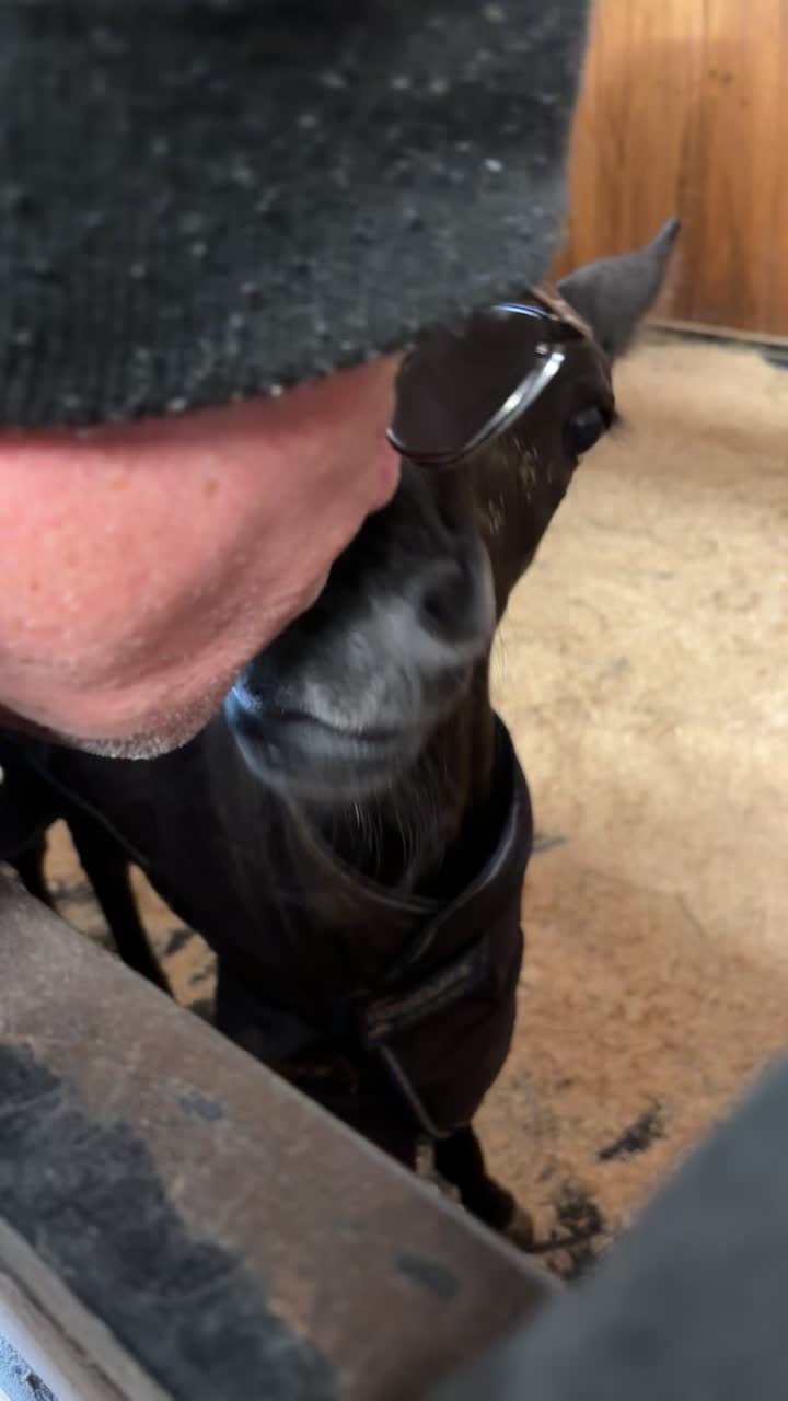 @Horses TikTok