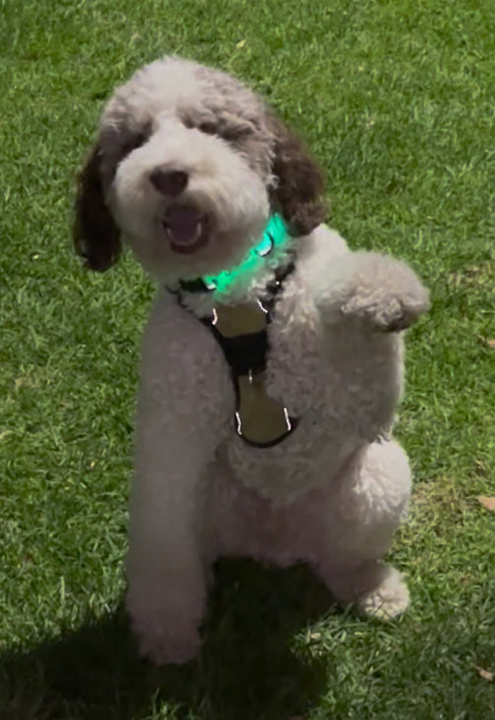 @TheScooterPup