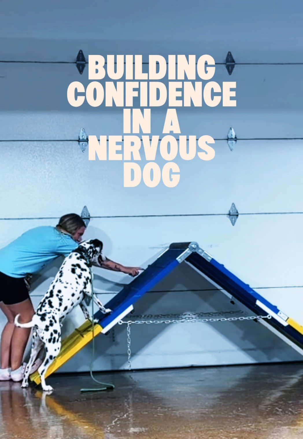 @Miracle K9 Training