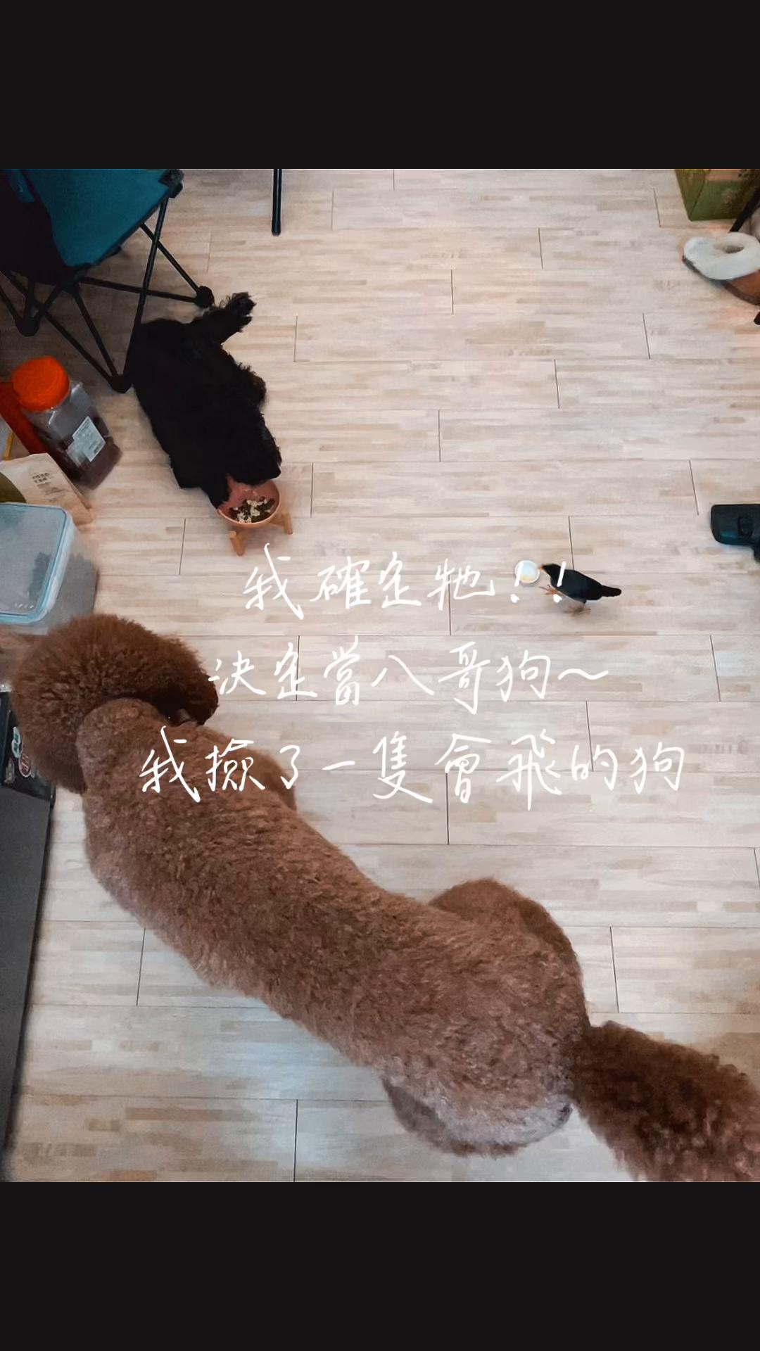 @lai10lai10