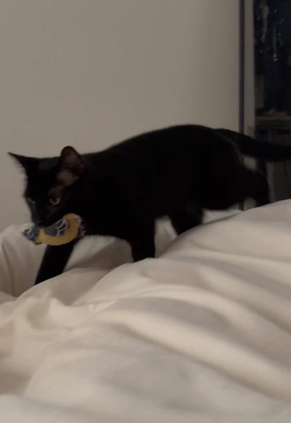 @ElaineTheCat