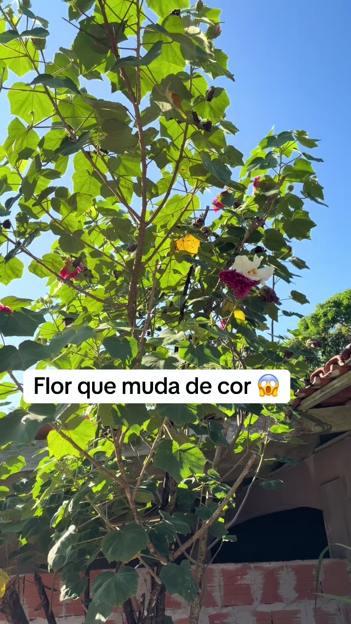 @Jana Rocha