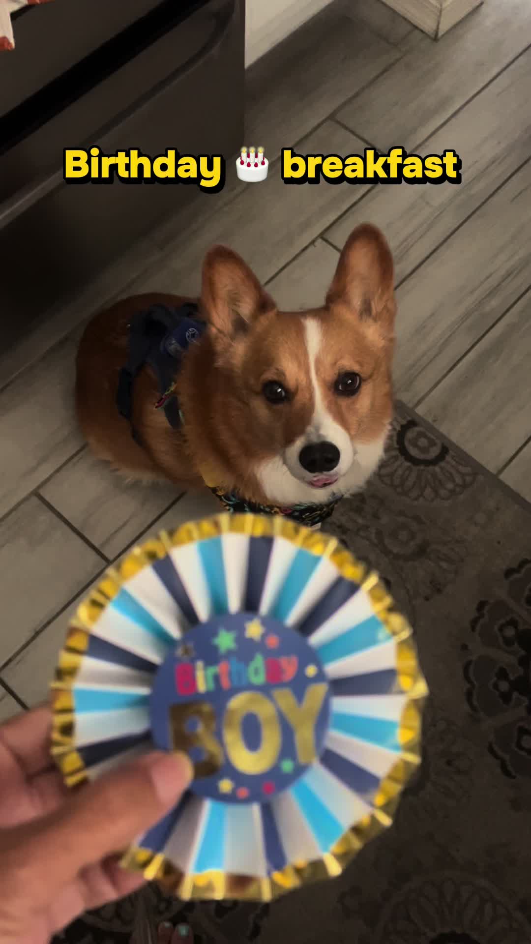 @bumi_the_corgi