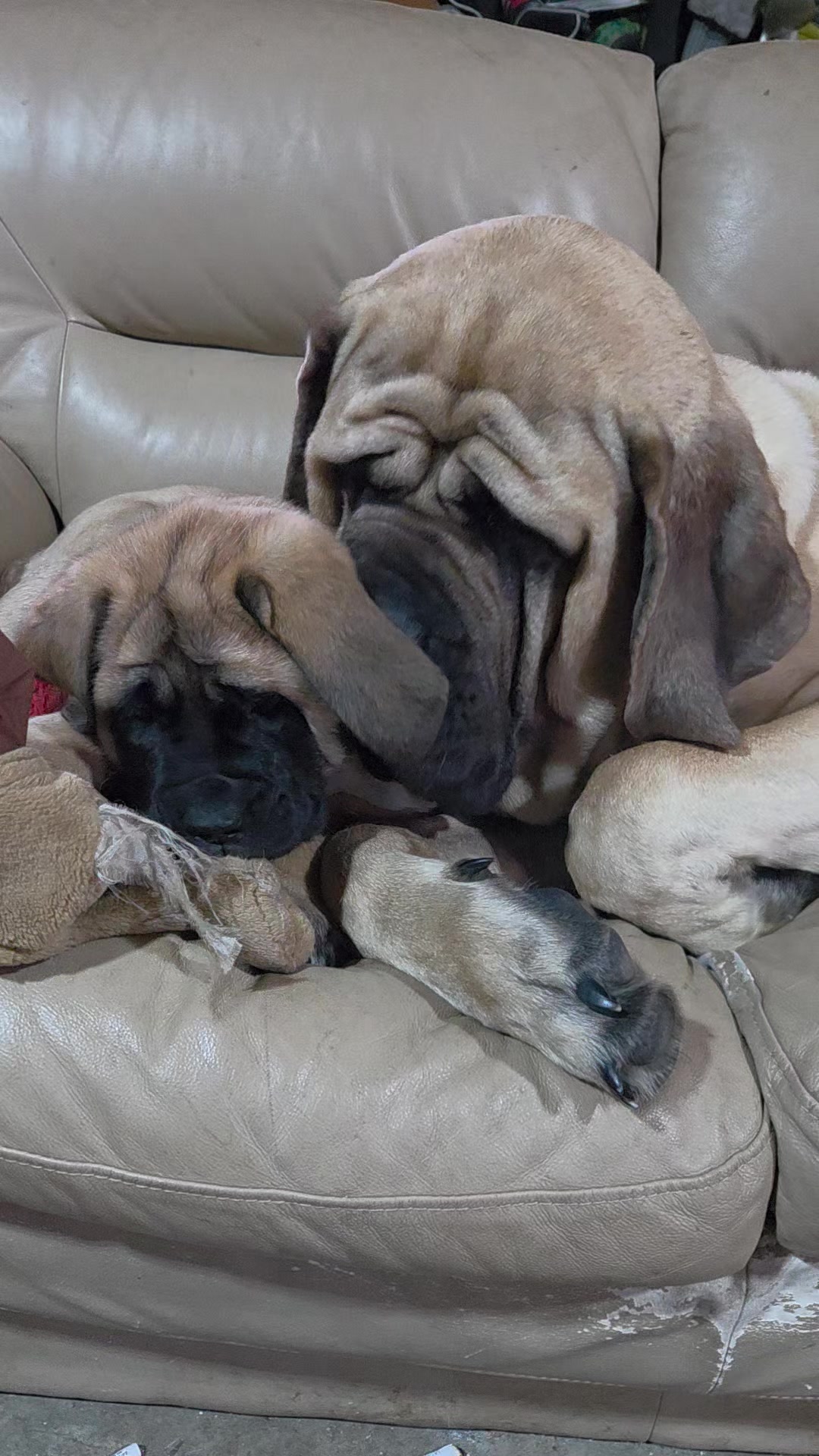 @Maple Mastiffs