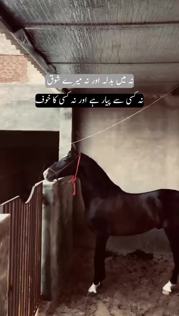 @Asif