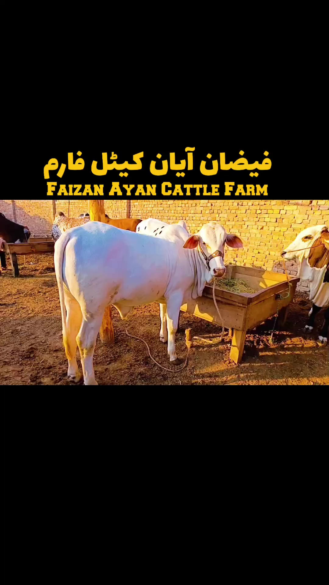 @Faizan Ayan