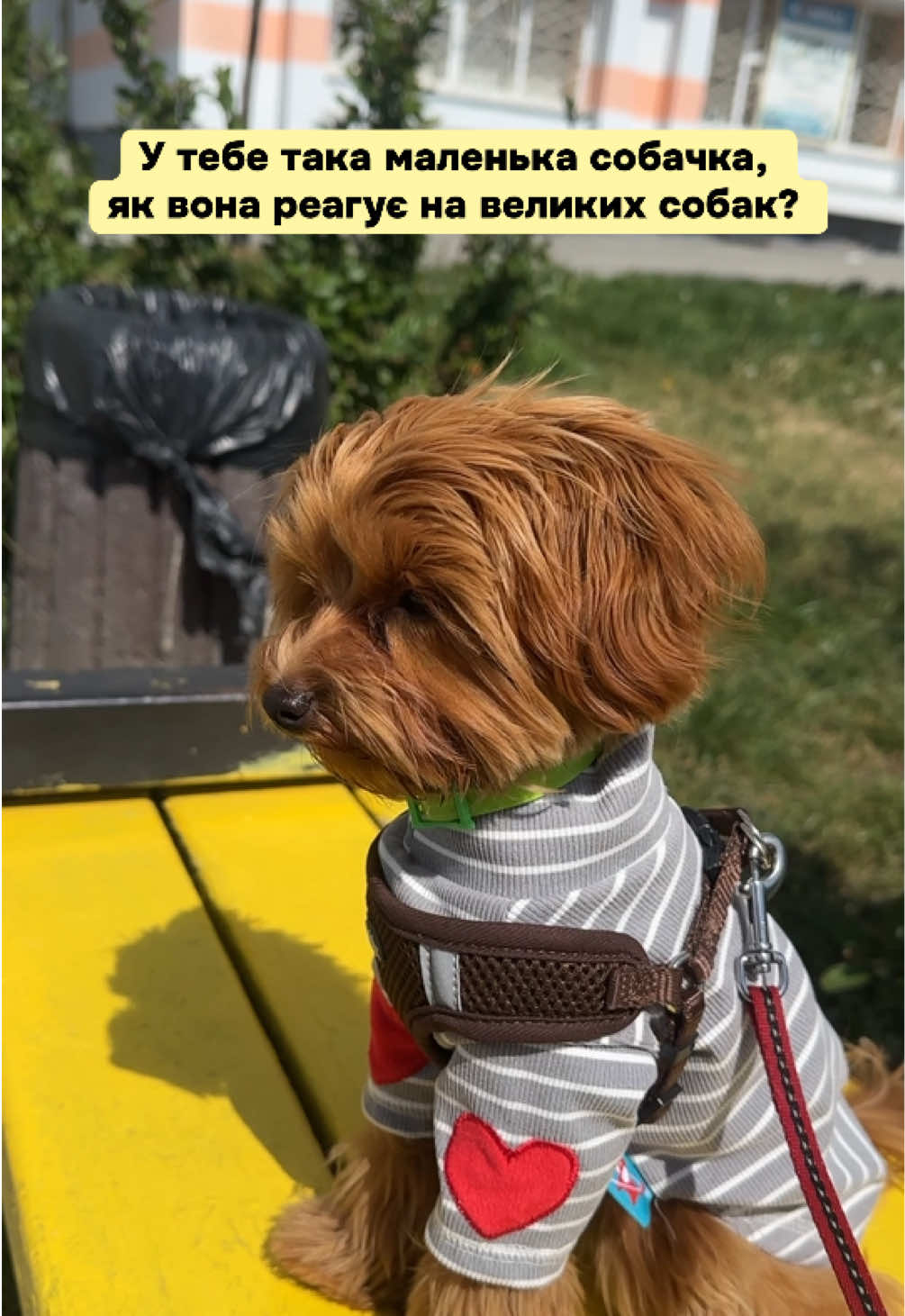 @Мальтипух Кіра