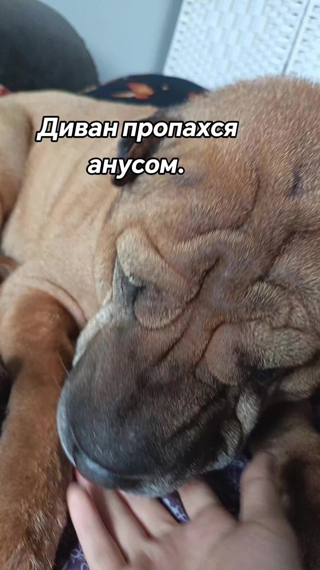 @amusleninblyadina