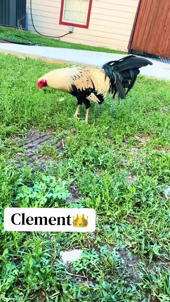 @PR_Gamefowl👑