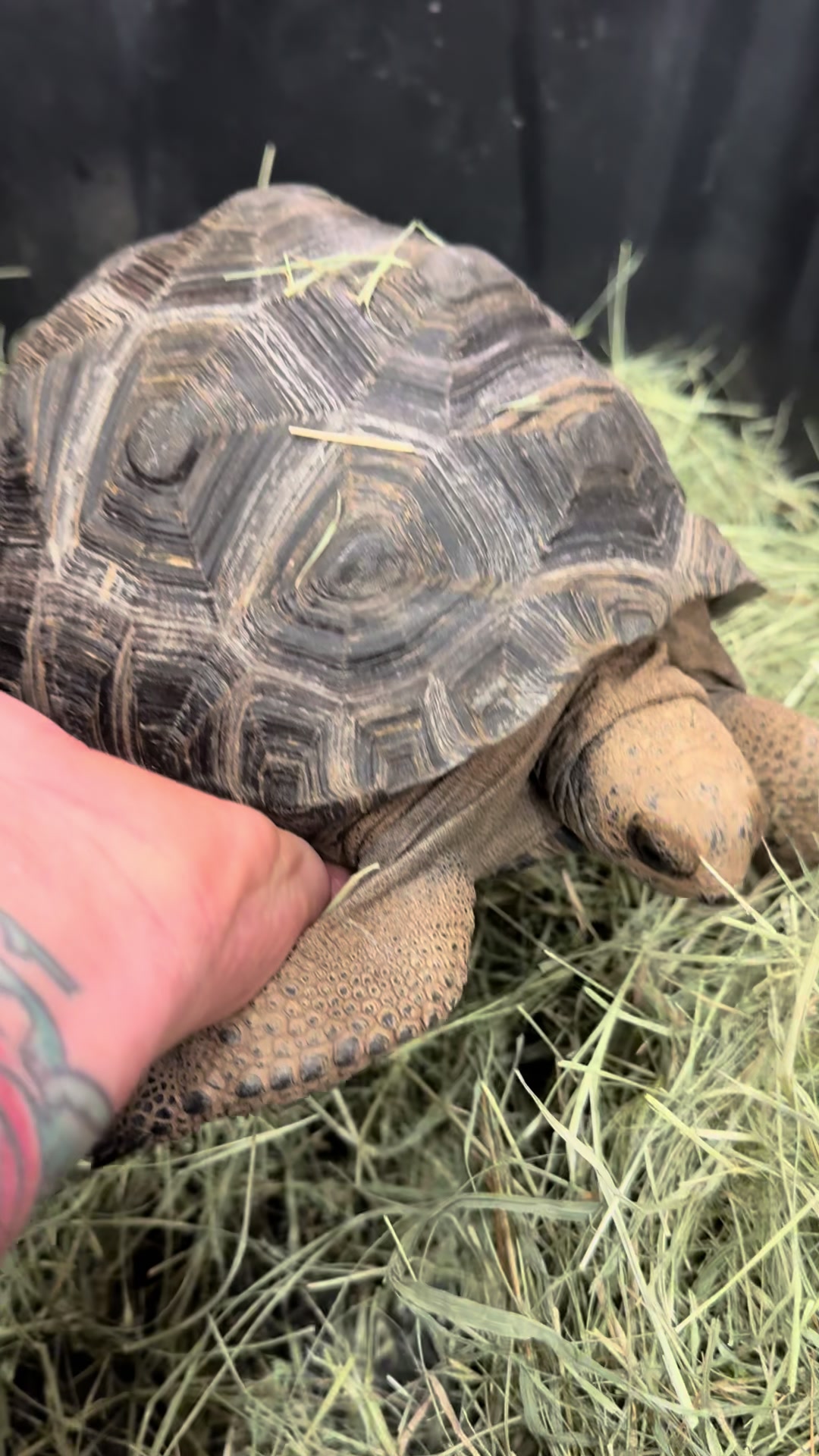 @Western State Tortoise