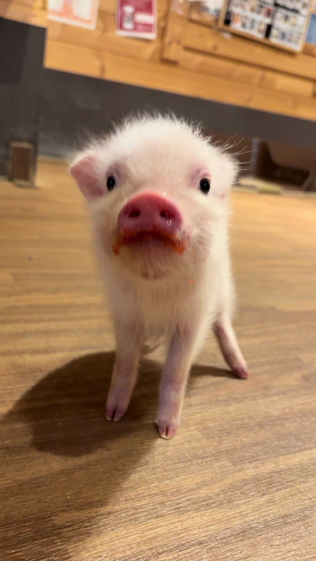 @pignic