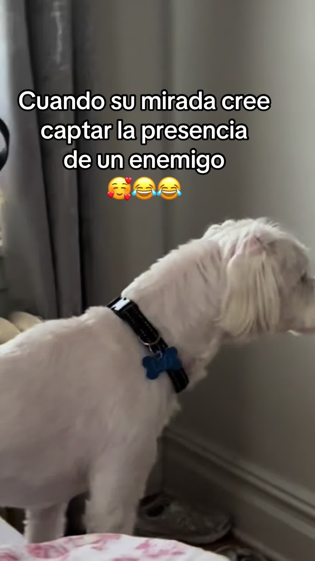 @💜Leo mi hijo de 4🐾🥰💜
